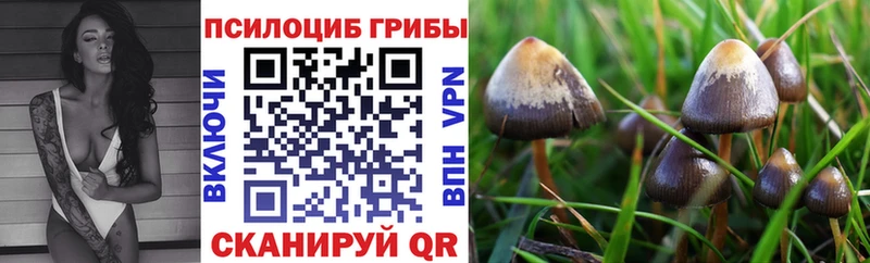 Псилоцибиновые грибы Psilocybe  Ярцево 